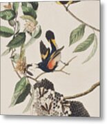 American Redstart Metal Print