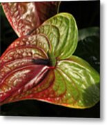 Anthurium Flamingo #1 Metal Print