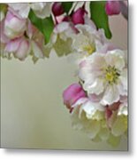 Apple Blossoms Metal Print