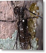 Asian Long-horned Beetle #1 Metal Print