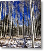 Aspen Forest #2 Metal Print