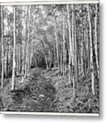 Aspen Forest #1 Metal Print