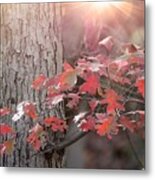 Autumn In The Woods #1 Metal Print