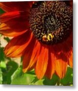 Autumn Sunflower And Bumble Bee Metal Print