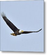 Bald Eagle #1 Metal Print