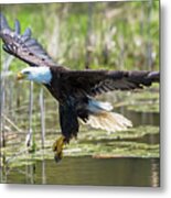 Bald Eagle-3175 Metal Print