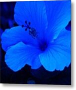 Big Blue Hibiscus #1 Metal Print