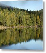 Birches And Reflection #1 Metal Print