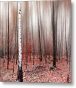 Birchforest In Fall Metal Print