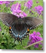 Black Swallowtail #1 Metal Print