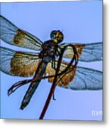 Blue Dragonfly #1 Metal Print