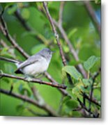 Blue-gray Gnatcatcher #1 Metal Print