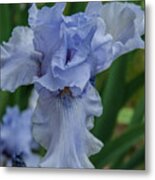 Bearded Blue Iris 2 Metal Print