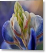 Bluebonnet Metal Print