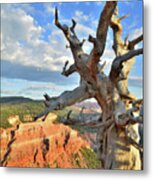 Bristlecone Pine #1 Metal Print