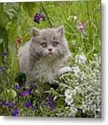 British Longhair Cat #1 Metal Print