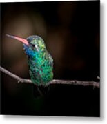 Broad-billed Hummingbird #2 Metal Print