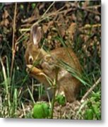 Bunny #1 Metal Print