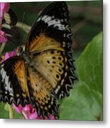 Butterfly 6 #1 Metal Print