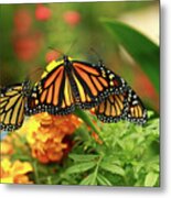 Butterfly Monarchs On Mums #2 Metal Print