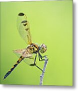 Calico Pennant #1 Metal Print