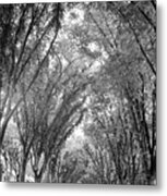 Cathedral Of Trees #1 Metal Print