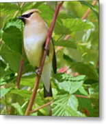 Cedar Waxwing #2 Metal Print