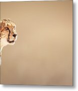 Cheetah Portrait #2 Metal Print