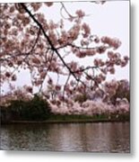Cherry Blossom Bridge #1 Metal Print