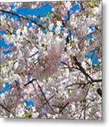Cherry Blossom #1 Metal Print