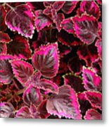 Coleus #1 Metal Print