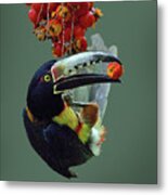 Collared Aracari 2 #1 Metal Print