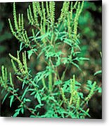 Common Ragweed In Flower #1 Metal Print