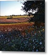 Cotton And The 2 Silos #1 Metal Print