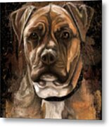 Dog Portrait Painting, American Staffordshire Terrier Metal Print