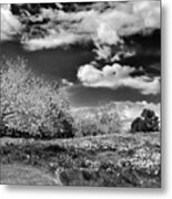 Daffodil Hill #1 Metal Print