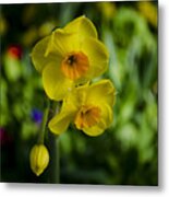 Daffodils #1 Metal Print