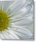 Daisy #1 Metal Print