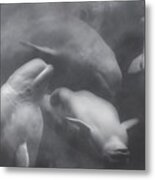 Dancing Belugas Metal Print