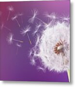Dandelion Flying On Magenta Background #1 Metal Print