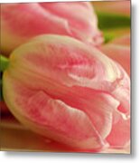 Delicate Pink Tulip #1 Metal Print