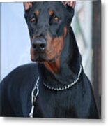 Doberman Pinscher  #1 Metal Print