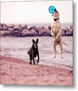 Dog With Frisbee #1 Metal Print