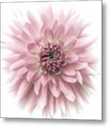 Dreamy Dahlia #1 Metal Print