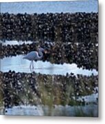 Egret In The Marsh #2 Metal Print