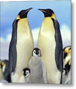 Emperor Penguin Aptenodytes Forsteri #1 Metal Print
