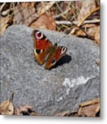 European Peacock #1 Metal Print