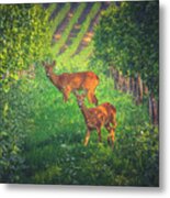 European Roe Deer - Capreolus Capreolus #1 Metal Print