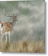 Fallow Deer Portrait Ii Metal Print