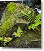 Fern #1 Metal Print